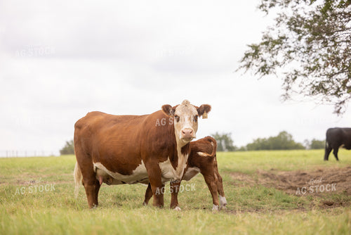 Hereford Cattle 99032