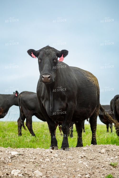 Cattle on Pasture 155617