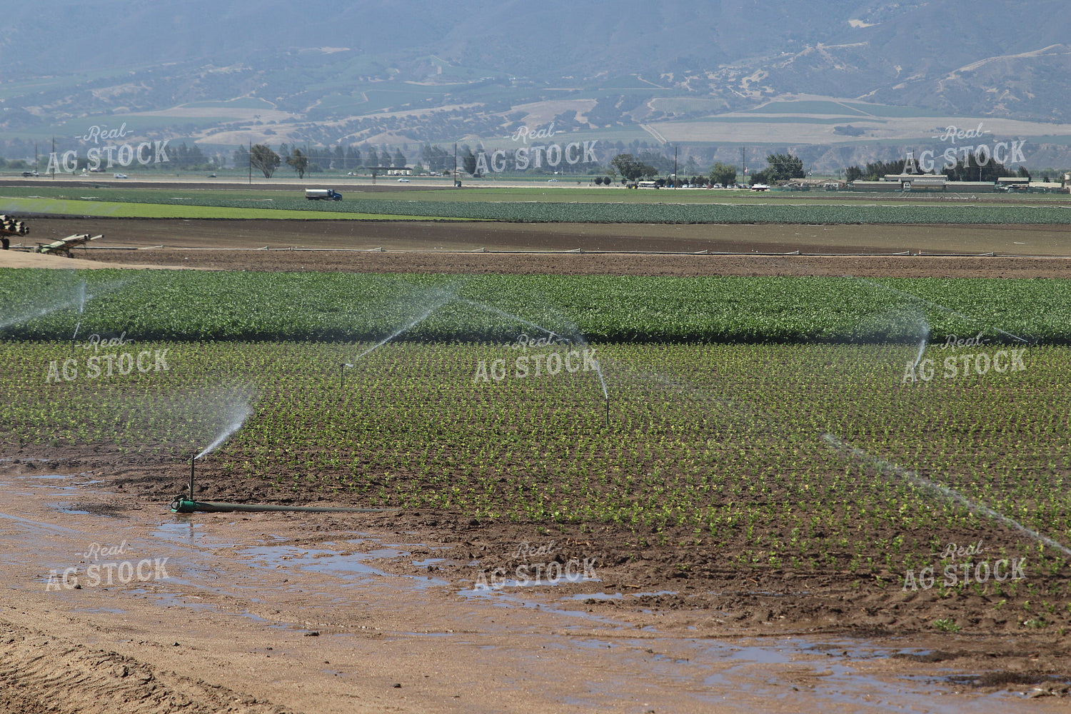 Artichoke Field 102114