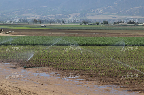 Artichoke Field 102114