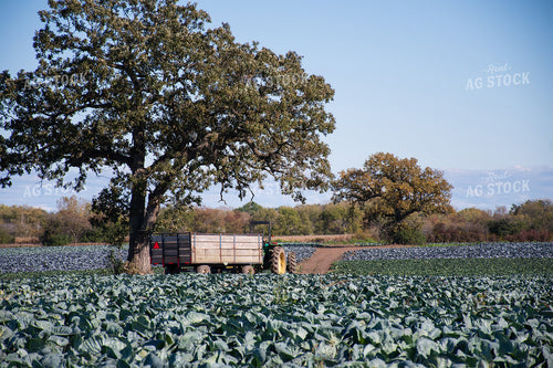 Cabbage Field 50152