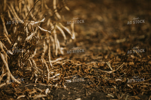 Pinto Bean Plant 3292