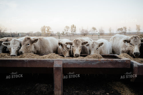 Charolais Cattle Earing at Feed Bunk 170010