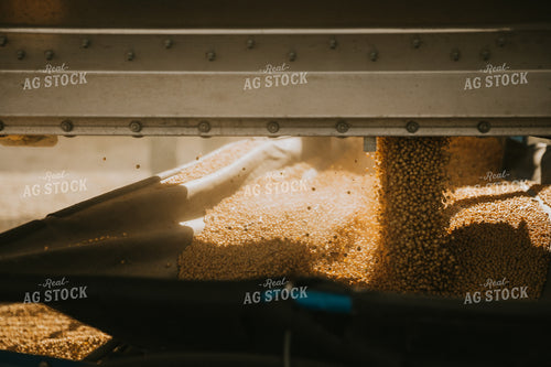 Unloading Soybeans 6854