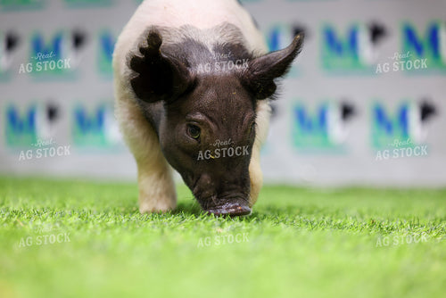 Show Pig 160385