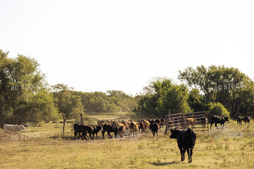 Cattle Moving Pastures 224004