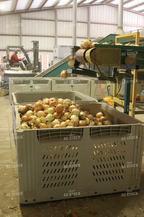 Processing Onions 102089