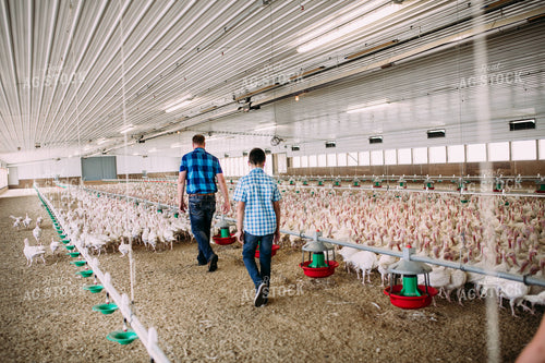 Farm Family in Turkey Barn 169035