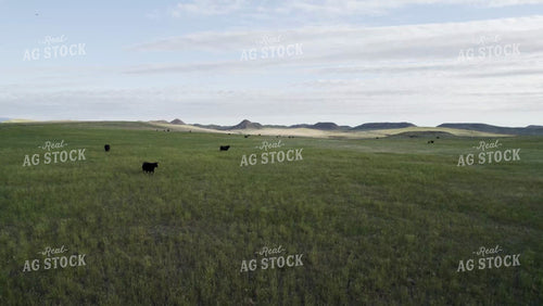 Cattle in Wyoming Pasture Drone 92046