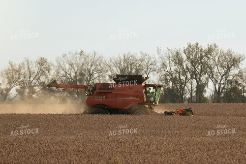 Soybean Harvest 185148