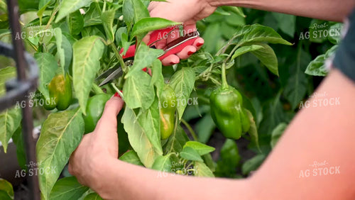 Gardener Picking Peppers - 391