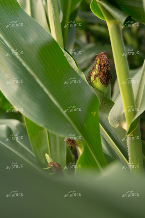 Corn - Mid-Season 1307