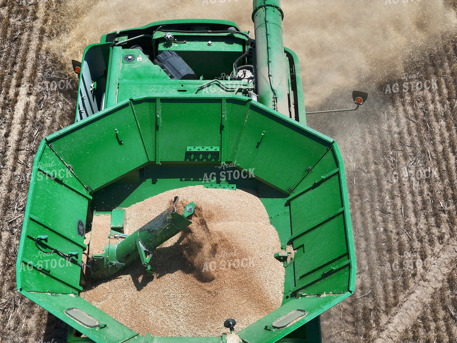 Harvested Wheat in Combine 239613