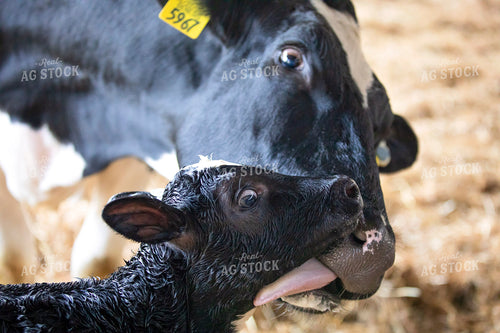 Holstein Cow Cleaning New Calf 55368