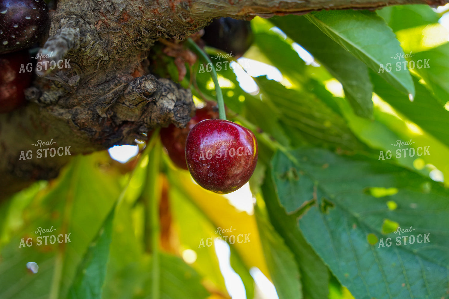 Cherries 65764