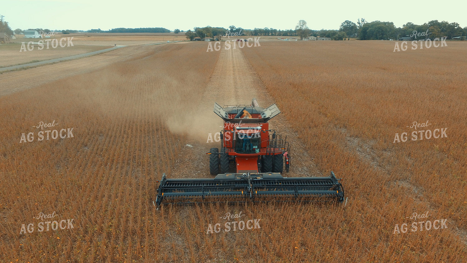 Soybean Harvest 85033