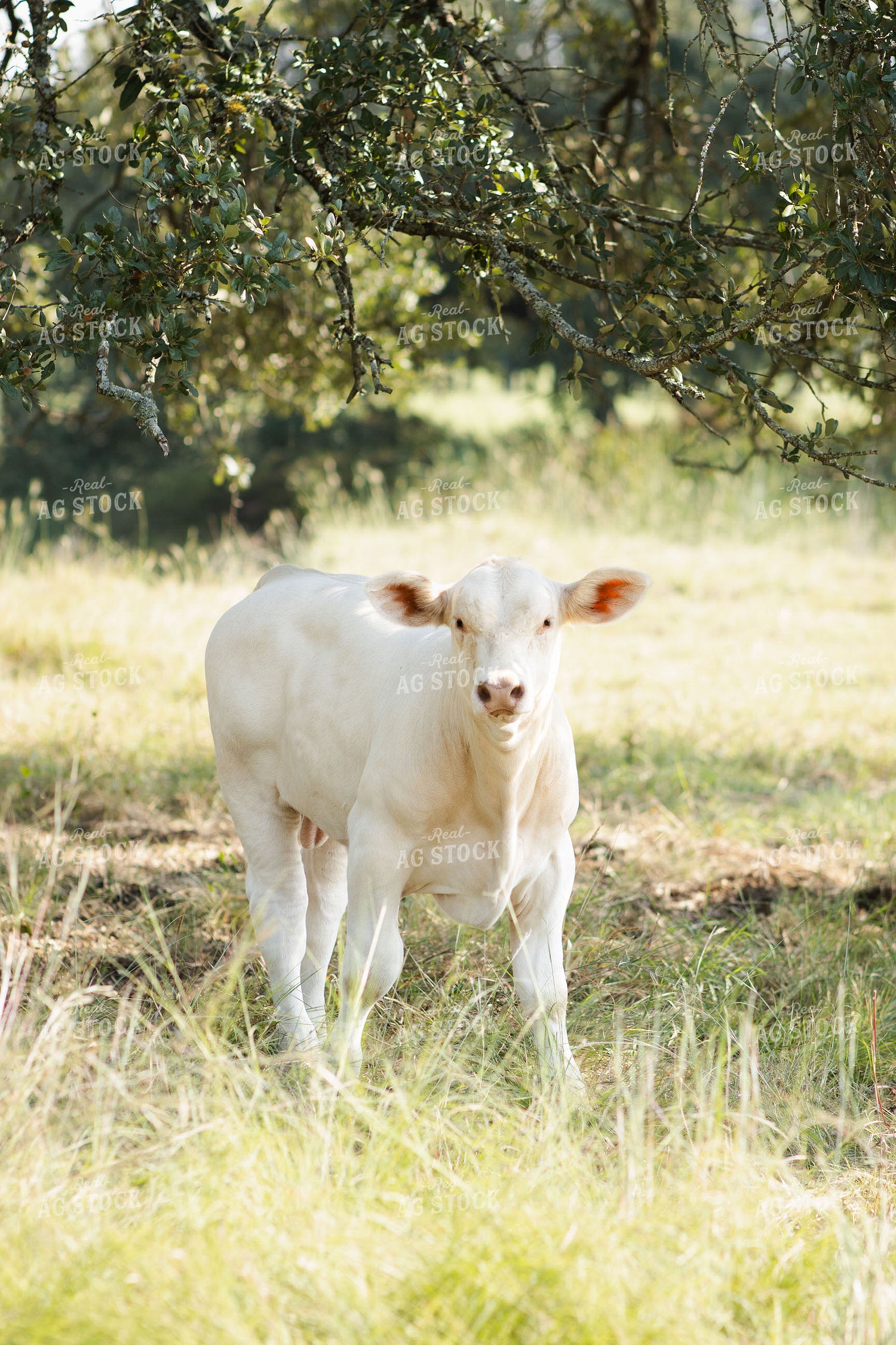 Charolais Cattle on Pasture 288016