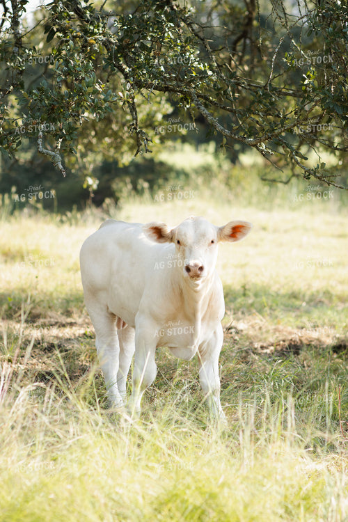 Charolais Cattle on Pasture 288016