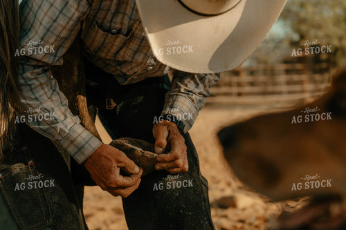 Shoeing Horse 58325