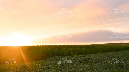 Sunset Over a Corn Field 25313