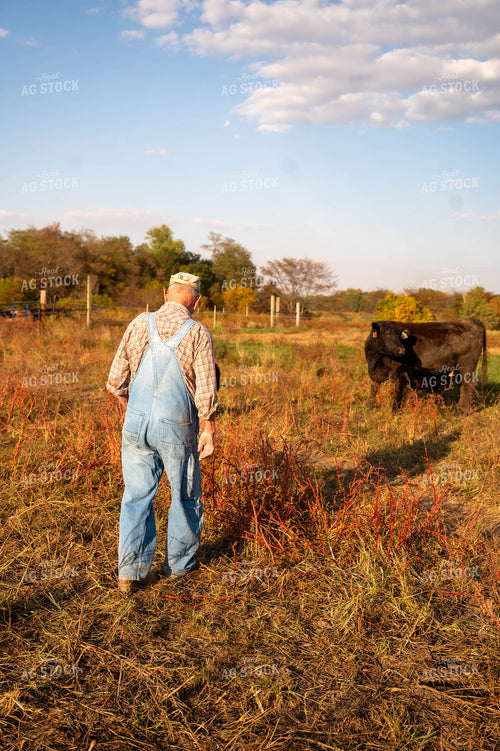 Farmer Checking Cattle 115894