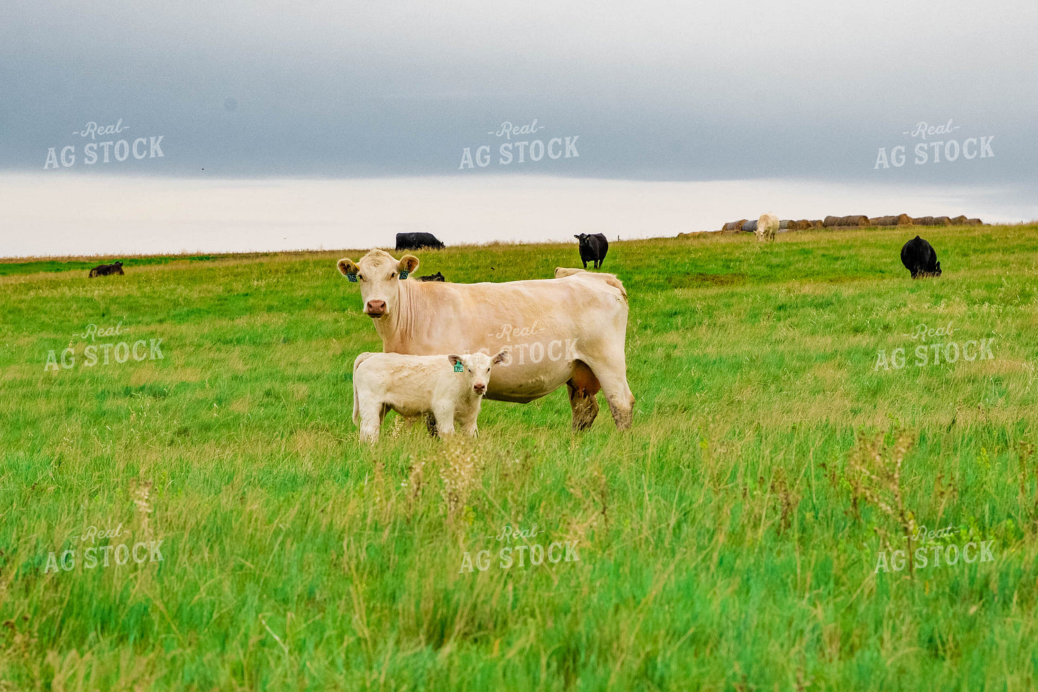 Charolais Cow Calf Pair 299039