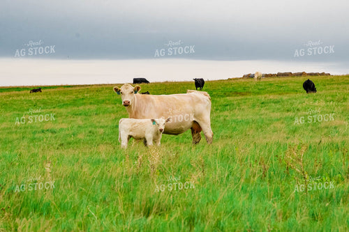 Charolais Cow Calf Pair 299039