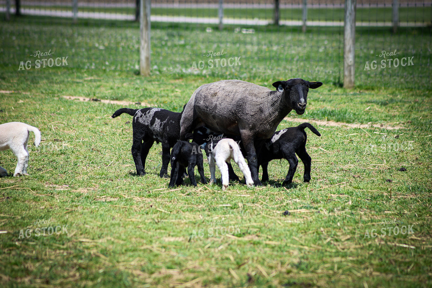 Lambs and Ewes 84255