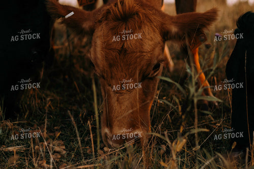 Cow Grazing 108001