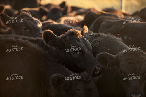 Cattle in Pen 285084