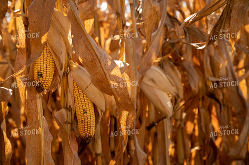 Dried Corn Waiting to be Harvested on a Sunny Day 25912
