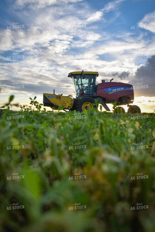 Cutting Alfalfa Hay  56341