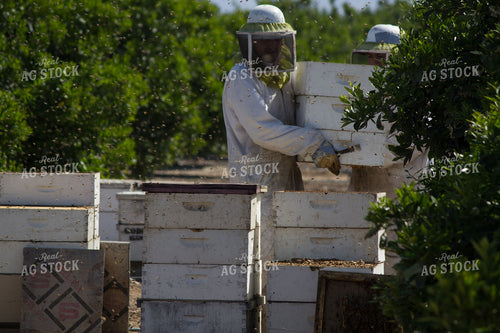 Farmer Lifting Boxes of Honeybees 105011