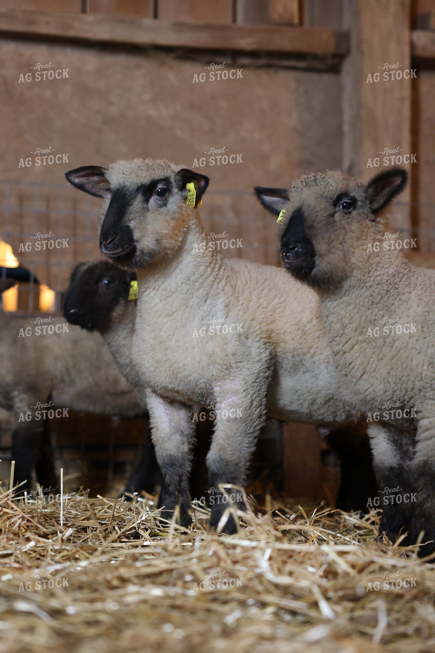 Lambs 90162