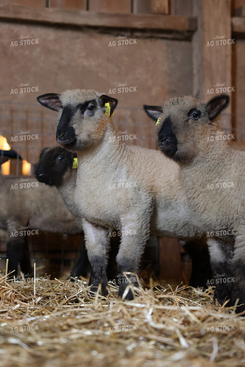 Lambs 90162