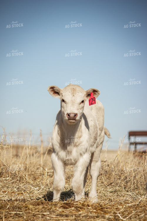 Charolais Cattle 155039