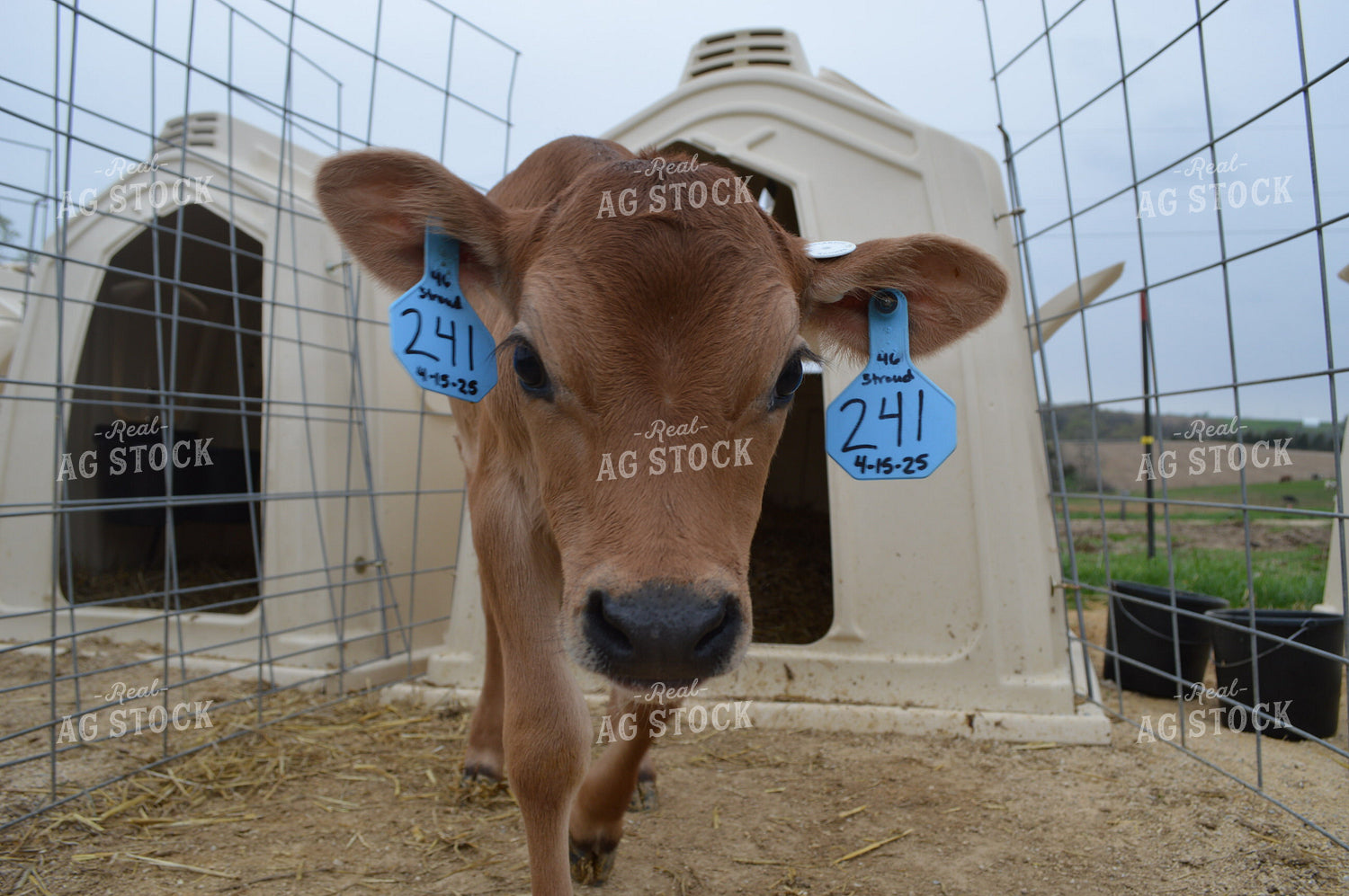 Jersey Calf 206079