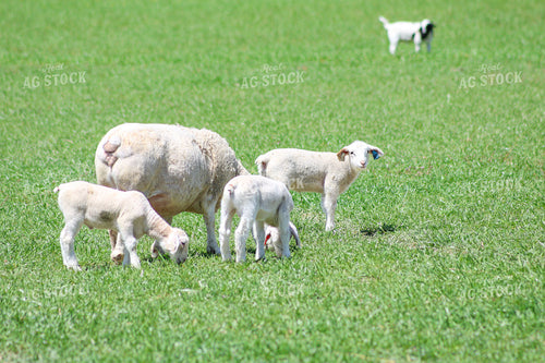 Lambs and Ewes 84225