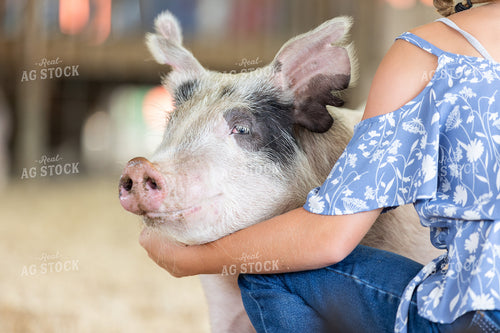 Showing Pigs 52663