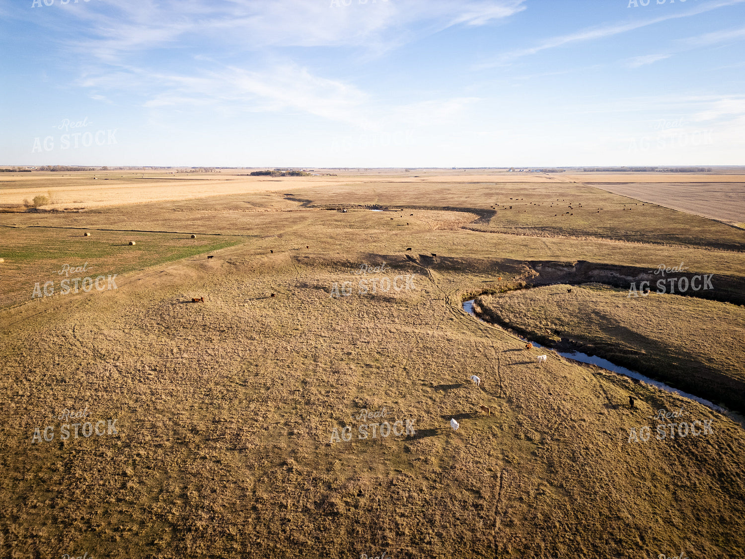 Aerial of Cattle on Pasture 268228