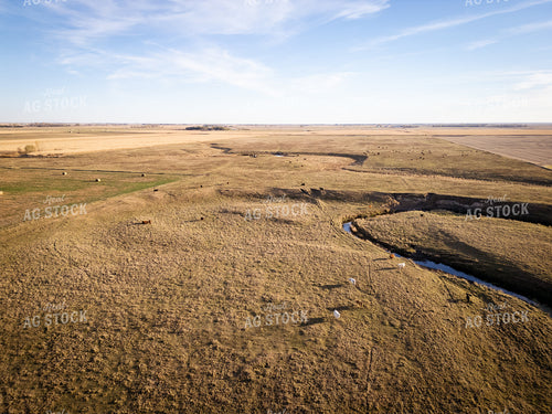 Aerial of Cattle on Pasture 268228