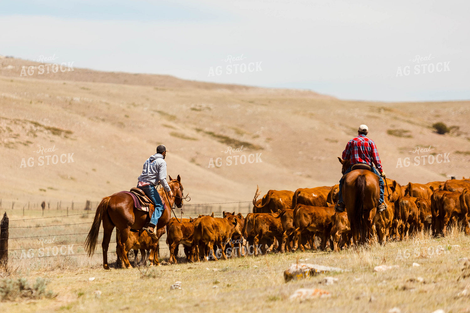 Ranchers Gathering Cattle on Horseback 97212