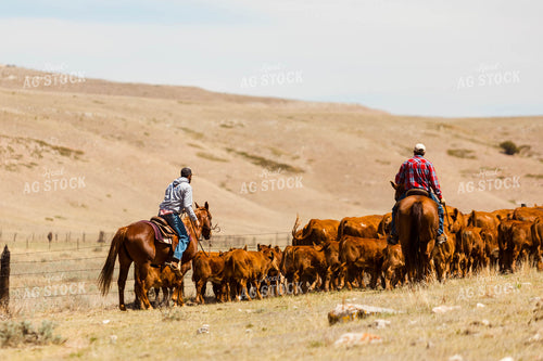 Ranchers Gathering Cattle on Horseback 97212