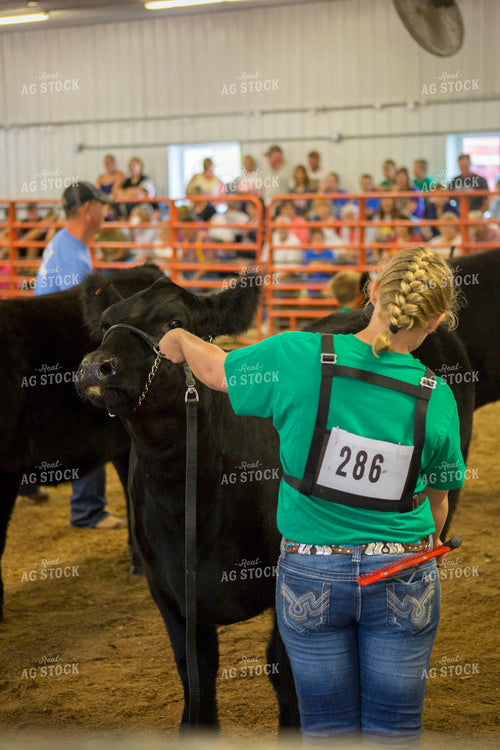 Showing Cattle 161029