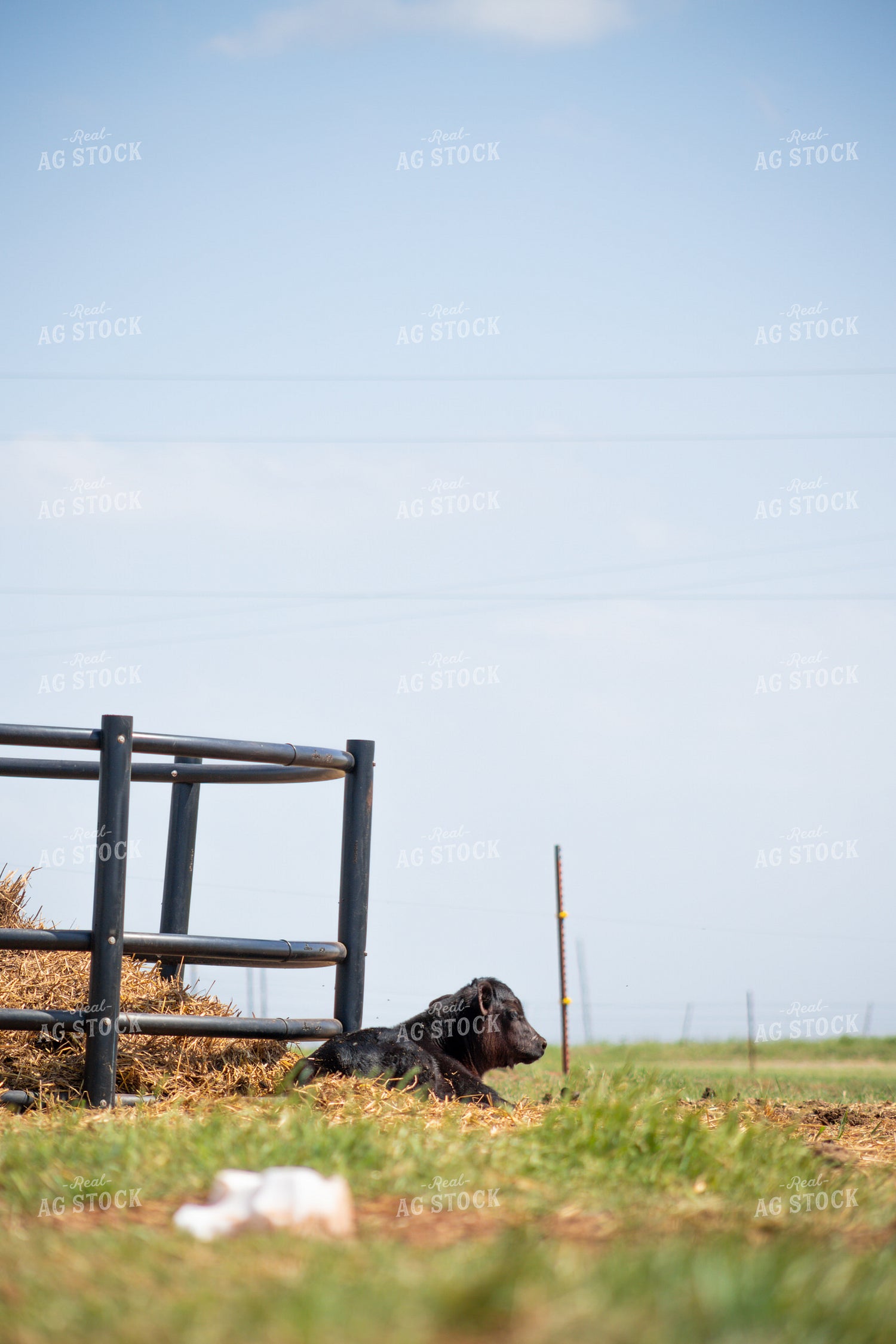 Black Angus Calf 208074