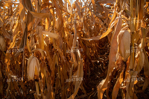 Dried Corn Waiting to be Harvested on a Sunny Day 25909