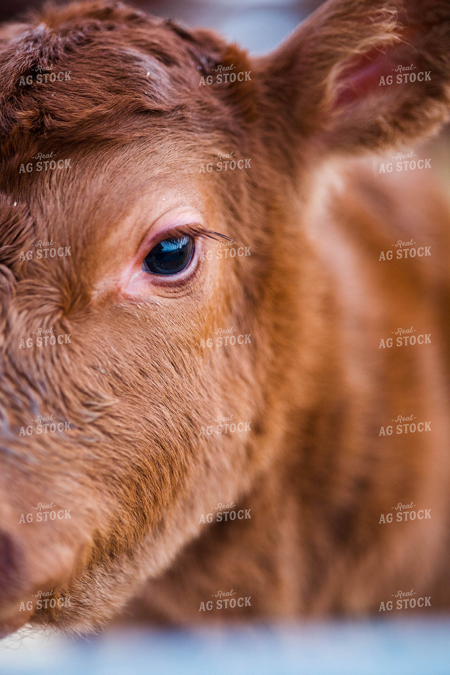 Calf Close Up 97256