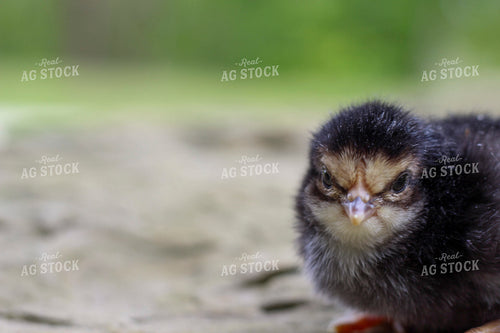Chick 52072