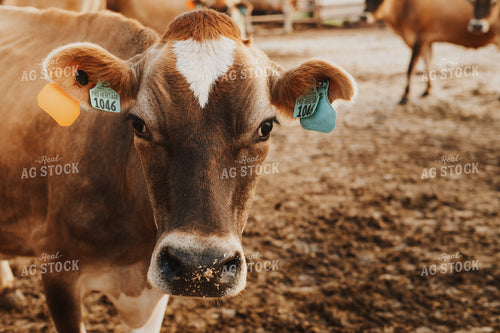 Jersey Cow 68104