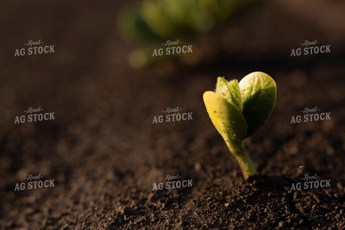 Soybeans - Early Growth 1403